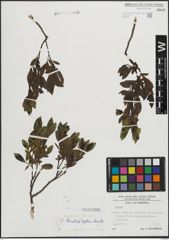 Foto von Salix mielichhoferi Saut.